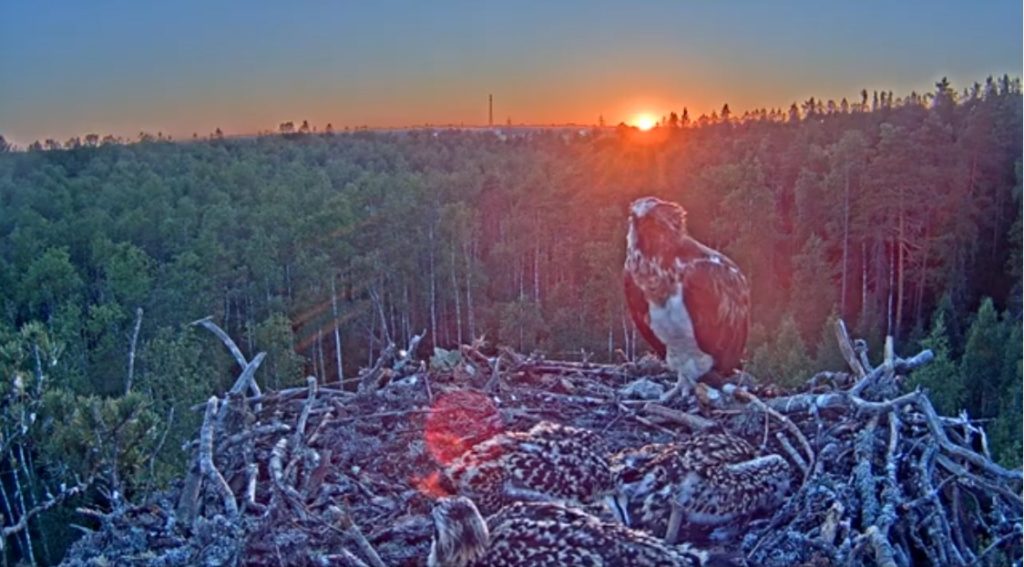 Live webcam aus Estland von einem Adlernest